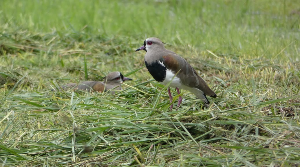 Southern Lapwing - ML251256791