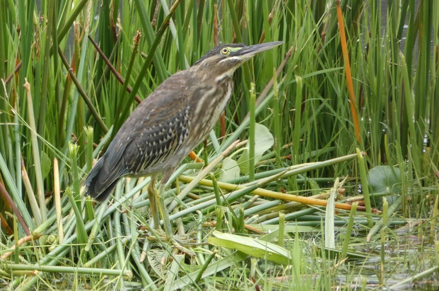 Striated Heron - ML251256851