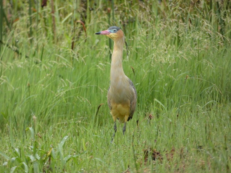 Whistling Heron - ML251256891