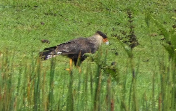 Crested Caracara (Southern) - ML251257641