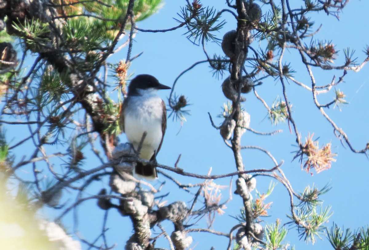 Eastern Kingbird - ML251258061