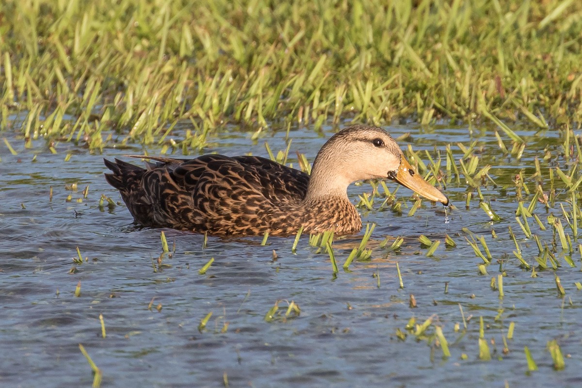 Mottled Duck - ML251258711