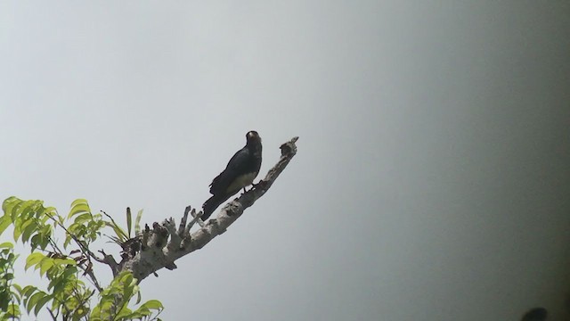 Red-throated Caracara - ML251258821