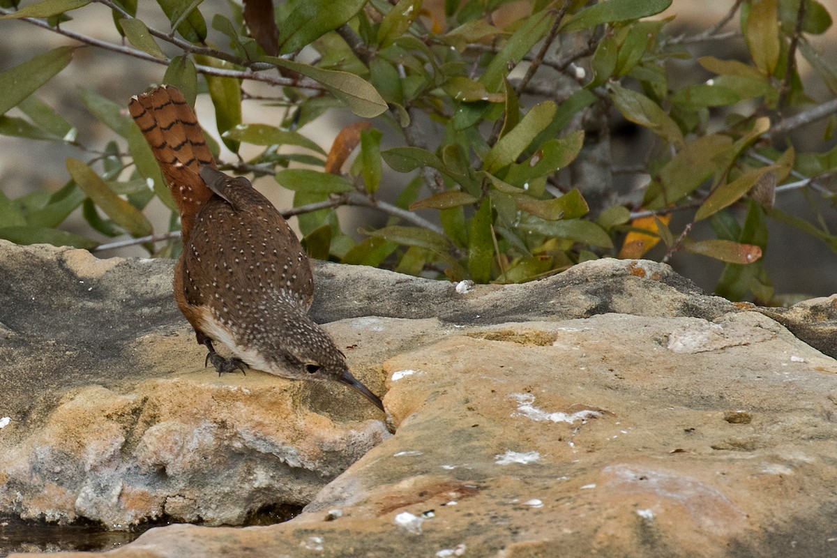 Canyon Wren - ML25125951