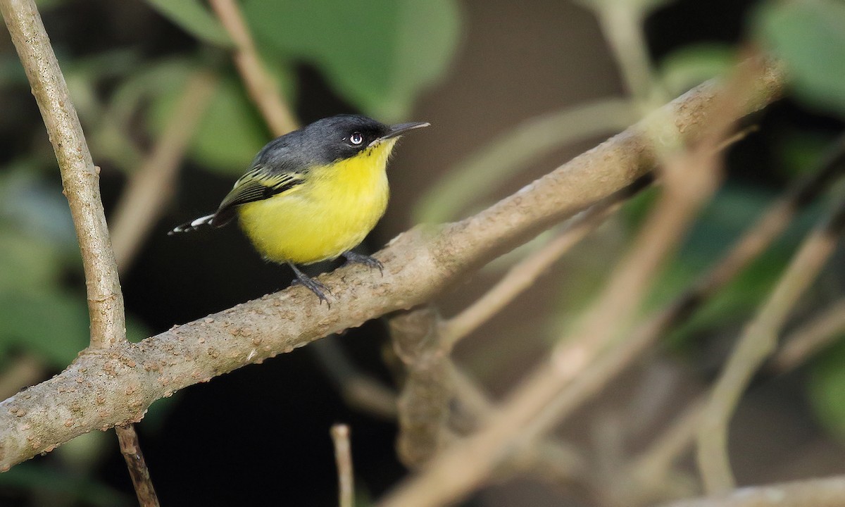 Common Tody-Flycatcher - ML251262881