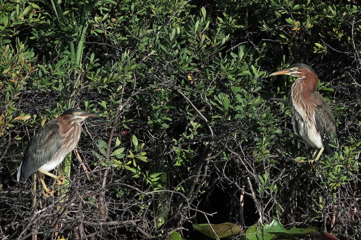 Green Heron - ML251266041