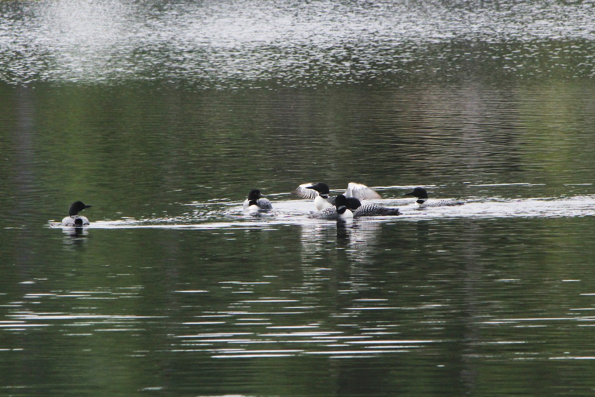 Common Loon - ML251266711