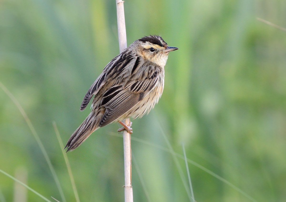 Aquatic Warbler - Pavel Štěpánek