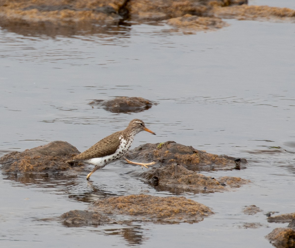 Spotted Sandpiper - ML251267931