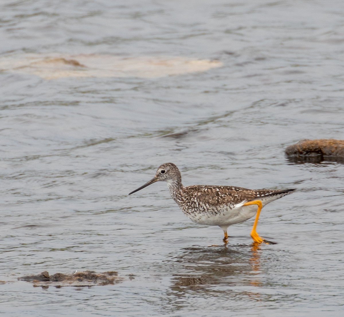 Greater Yellowlegs - ML251268021