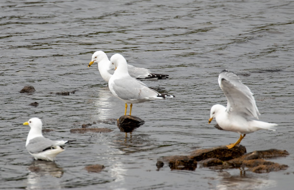 Ring-billed Gull - ML251268051
