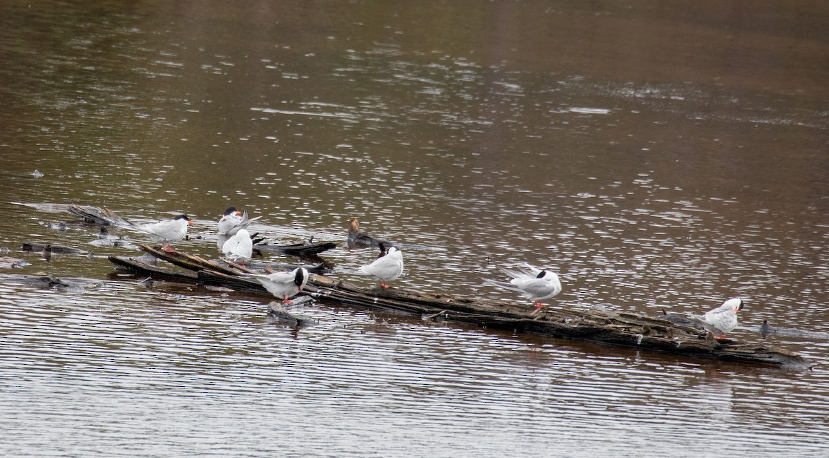 Common Tern - ML251268171
