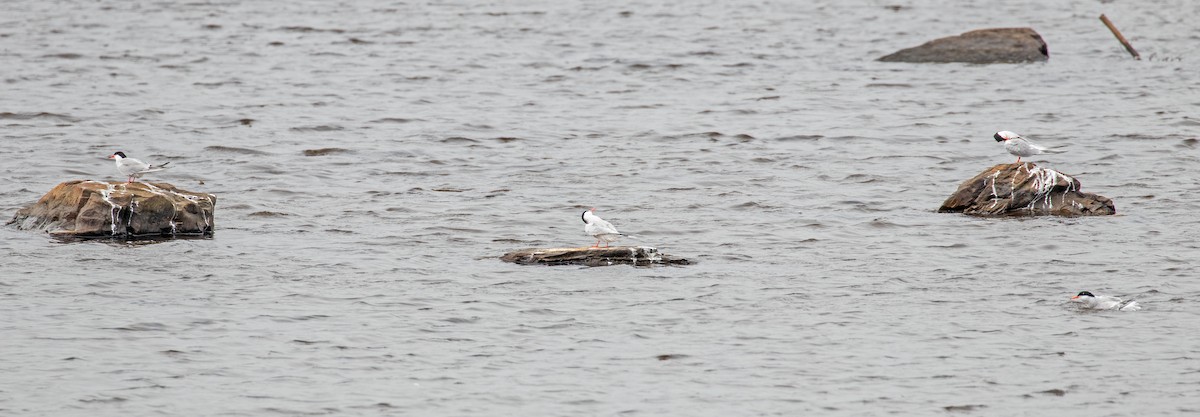 Common Tern - ML251268181