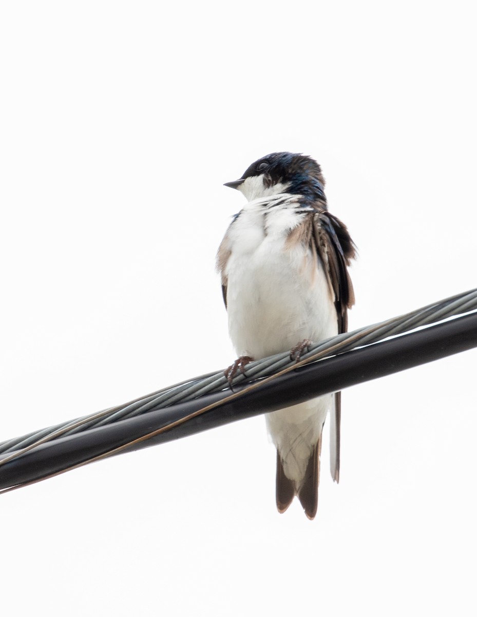 Tree Swallow - ML251268201