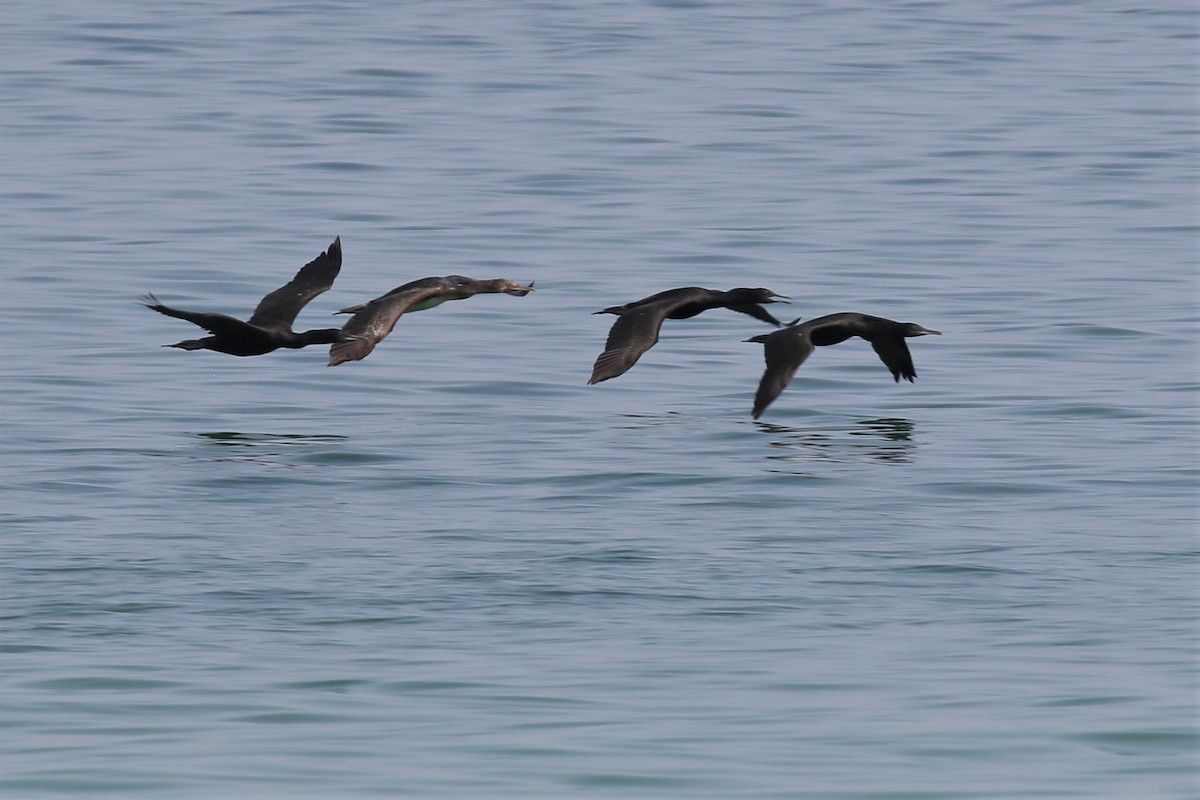 Cormoran de Socotra - ML251268211