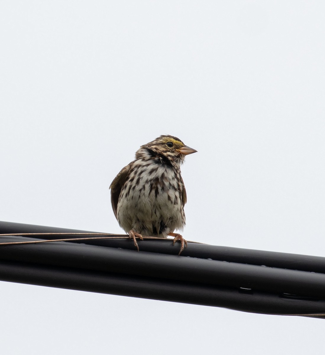 Savannah Sparrow - ML251268231