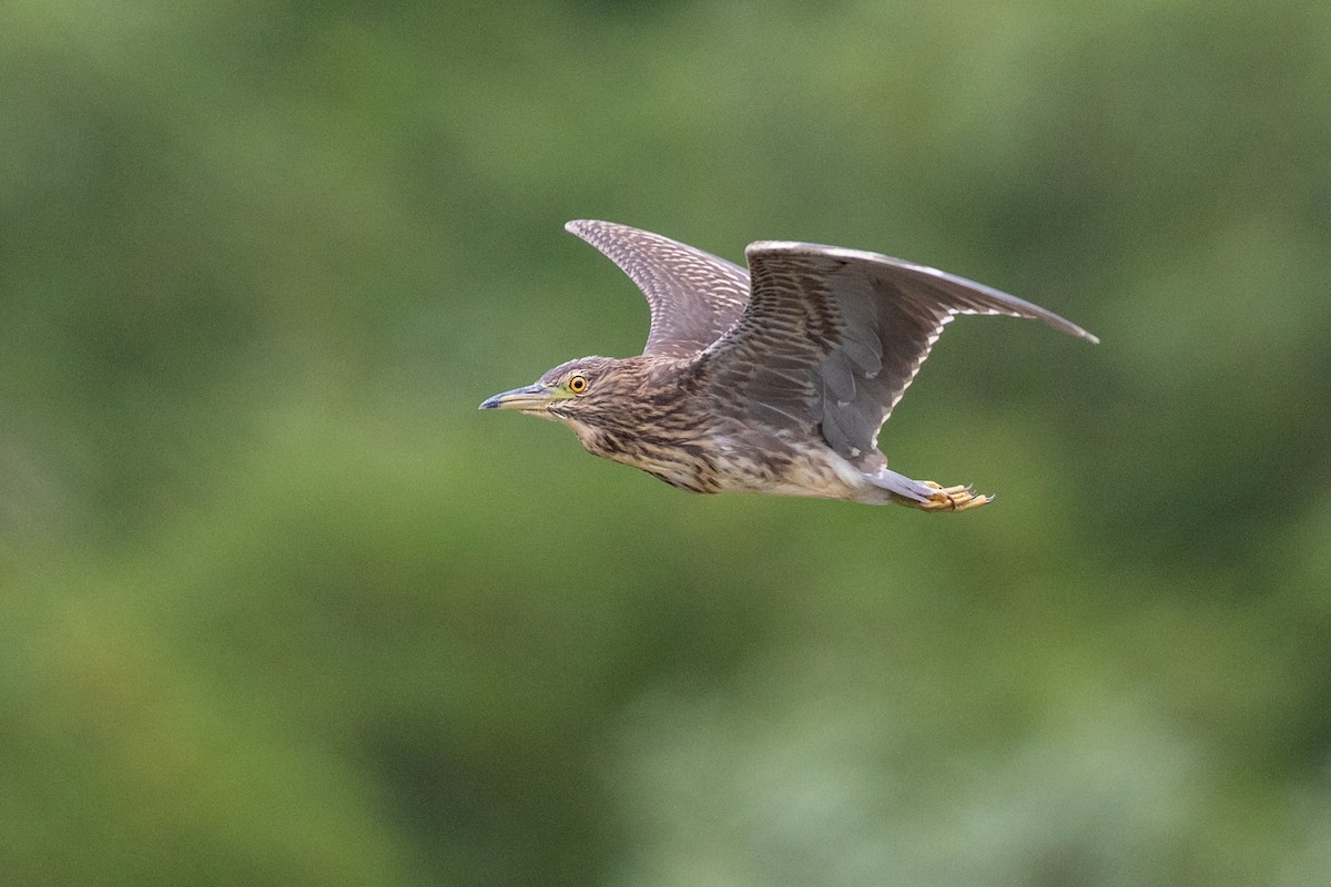 Black-crowned Night Heron - Anonymous