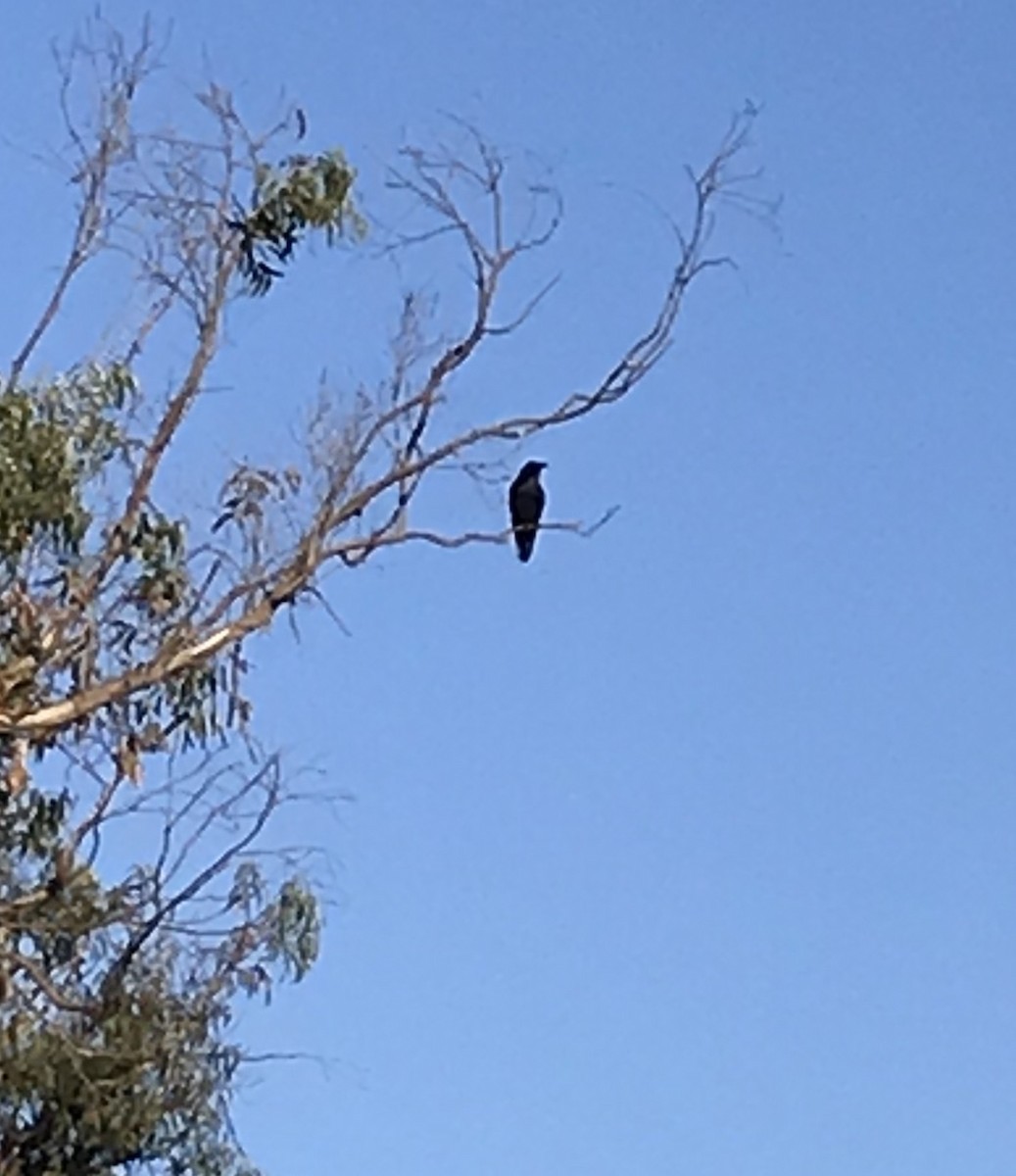 Common Raven - Rob Denholtz