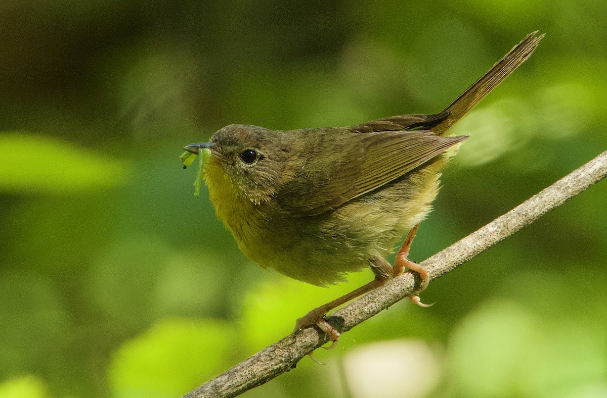 Common Yellowthroat - ML251269131