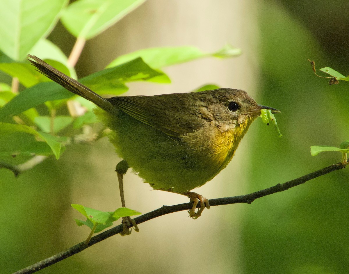 Common Yellowthroat - ML251269161