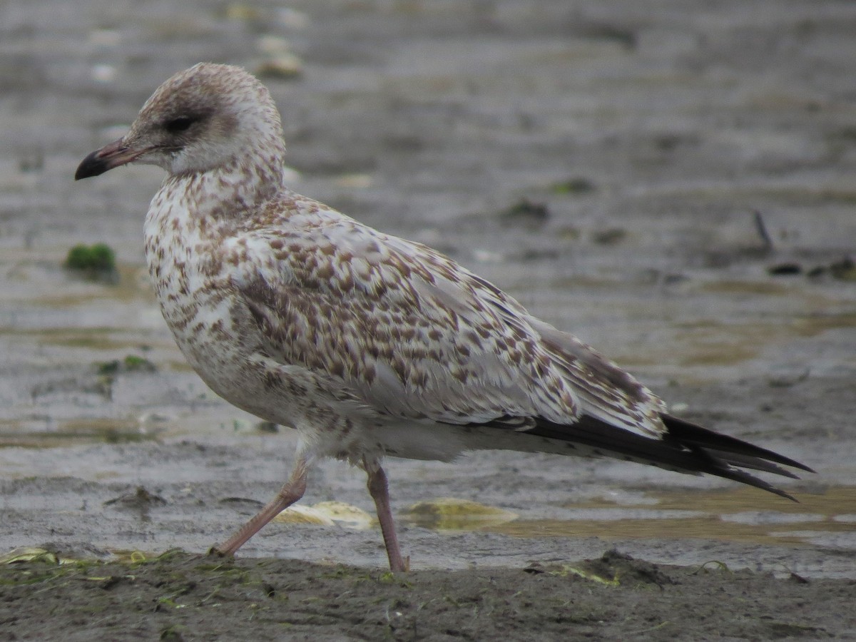 Ring-billed Gull - Matthew Hunter