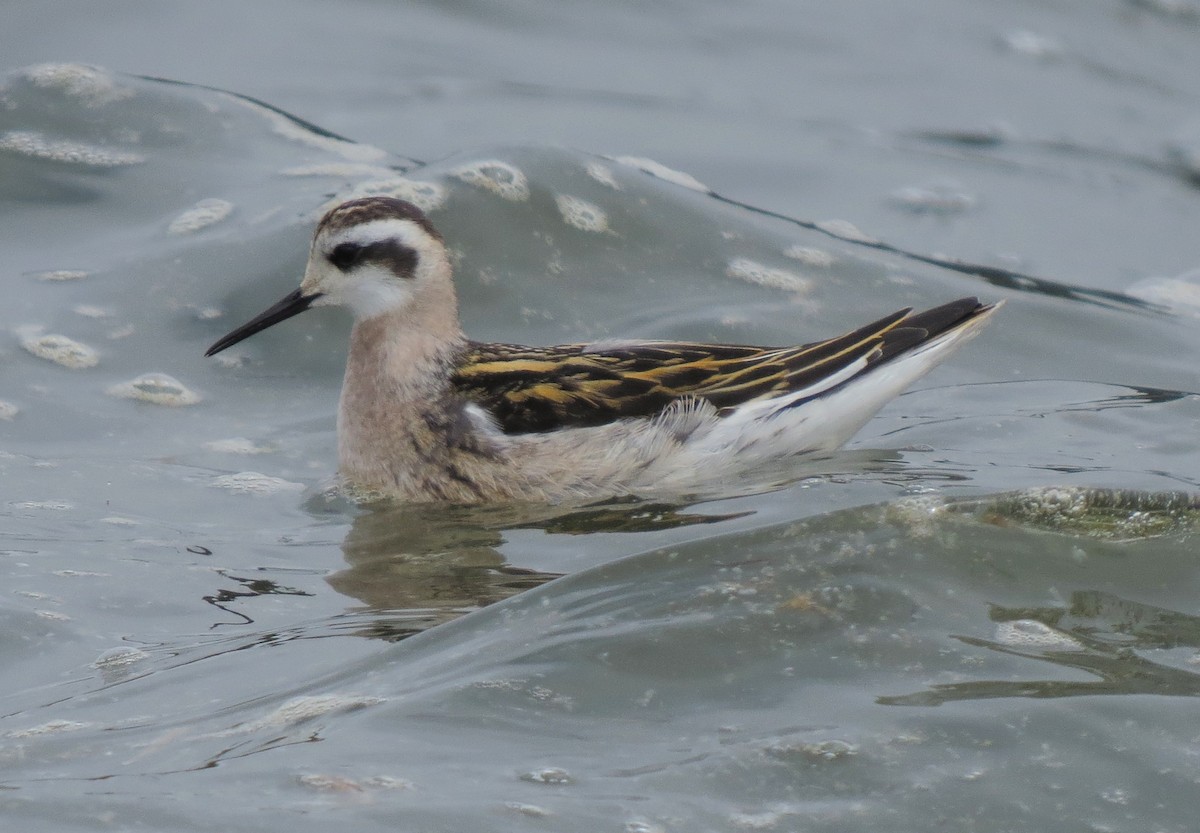 Нарийн сэлээхэй - ML25127521