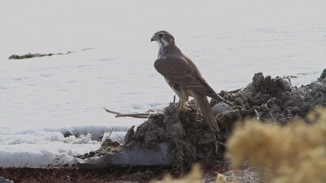 Prairie Falcon - ML251277621