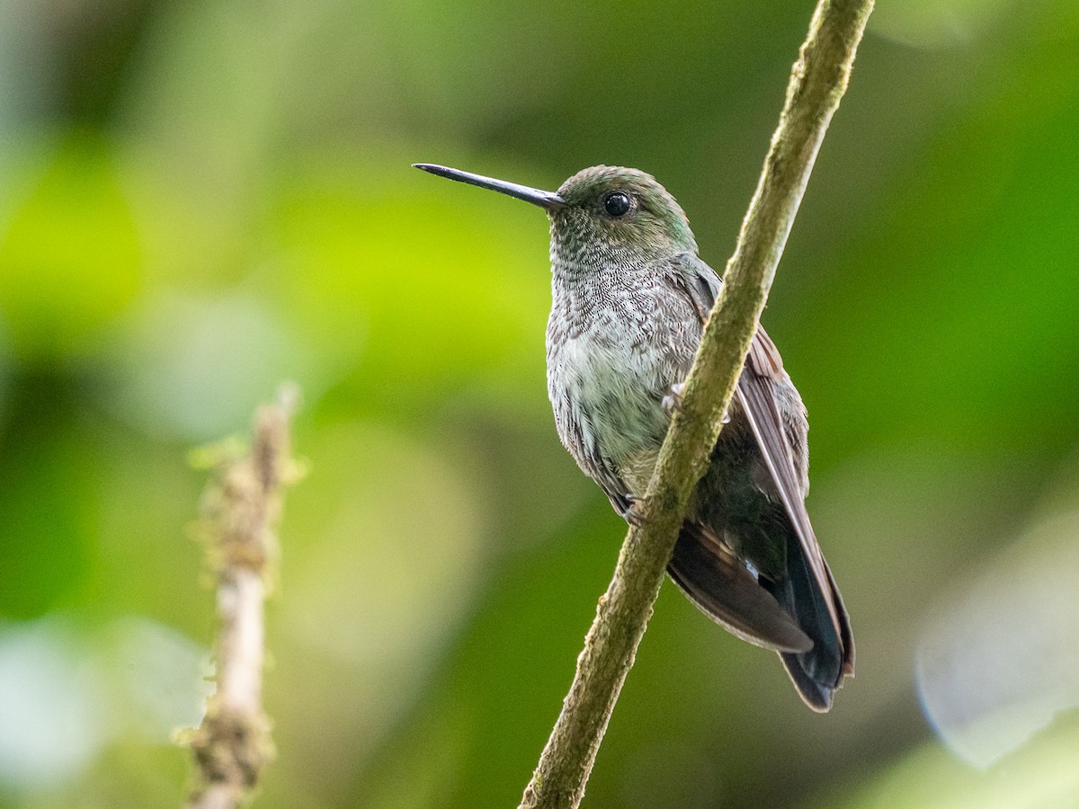 Greenish Puffleg - ML251278991