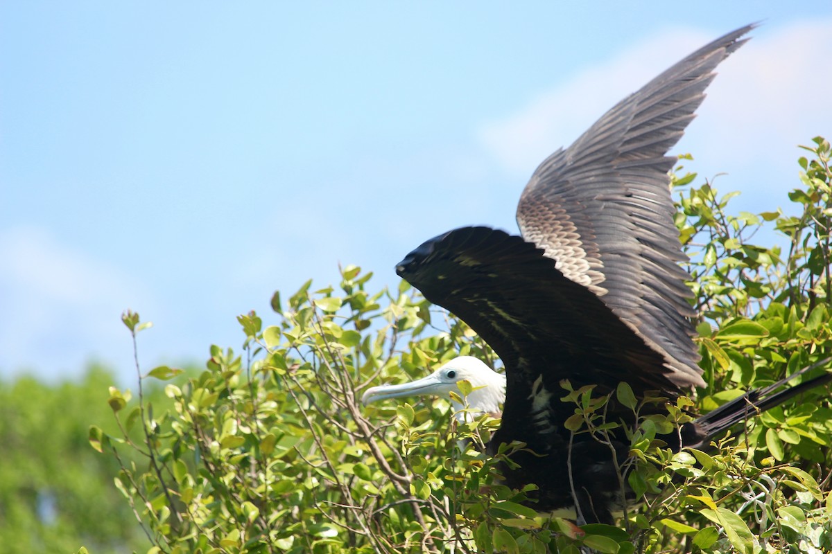 Magnificent Frigatebird - Noah Patrick Hearne