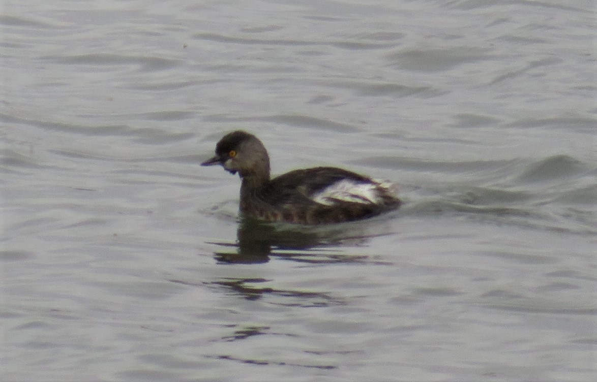 Least Grebe - Scott Hill