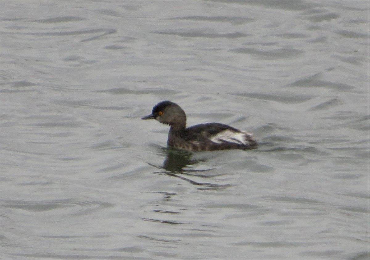 Least Grebe - Scott Hill