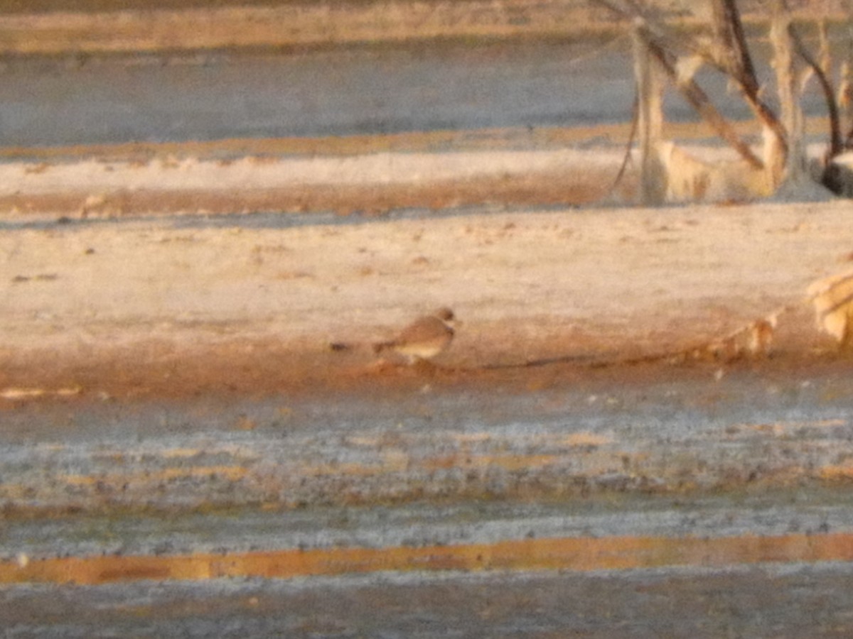 Semipalmated Plover - ML251283321