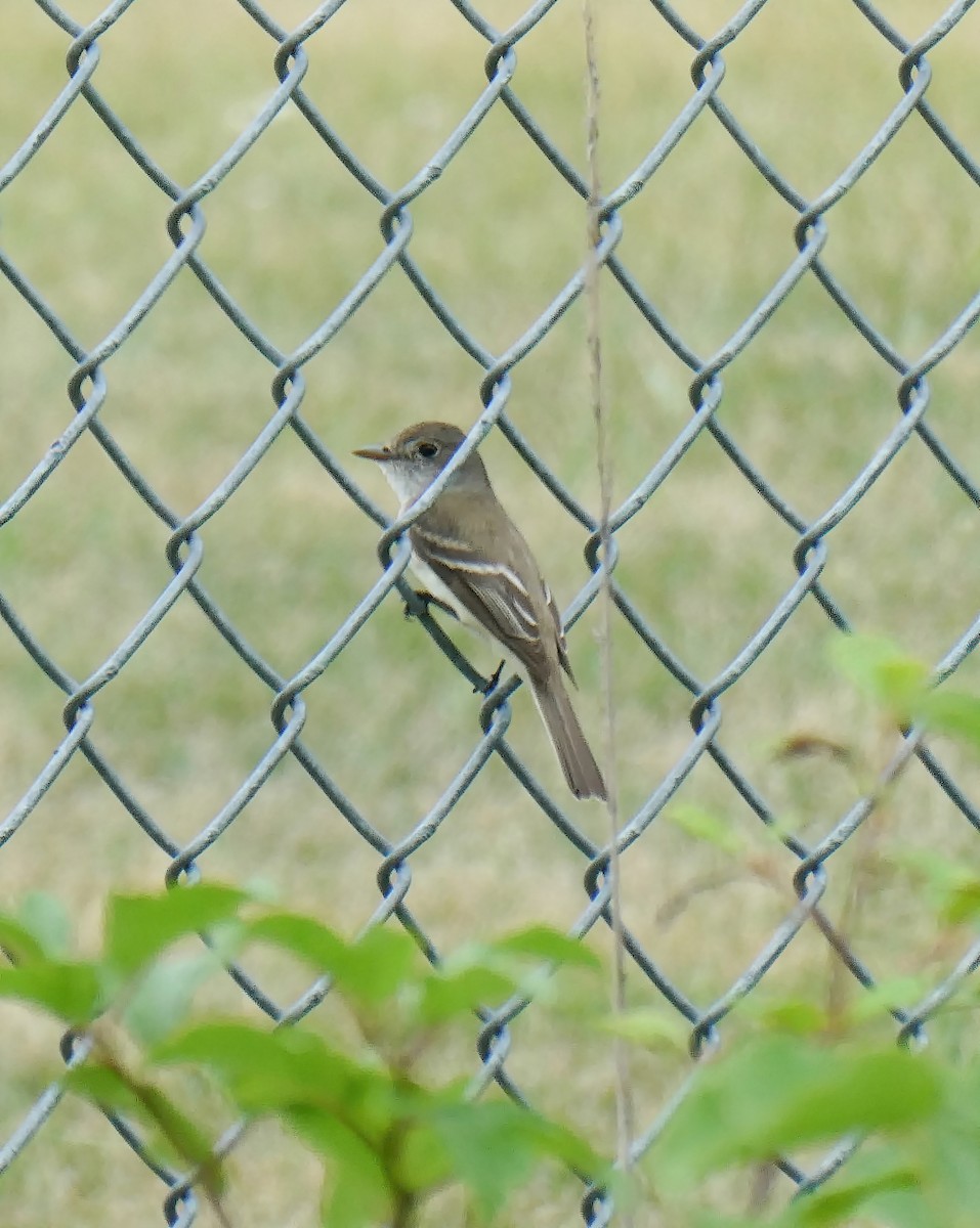 Willow Flycatcher - ML251283701