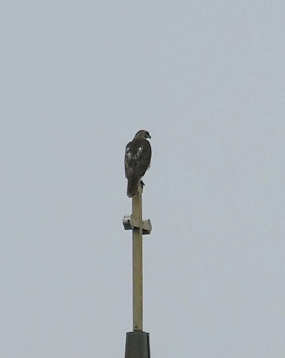 Red-tailed Hawk - ML251283741