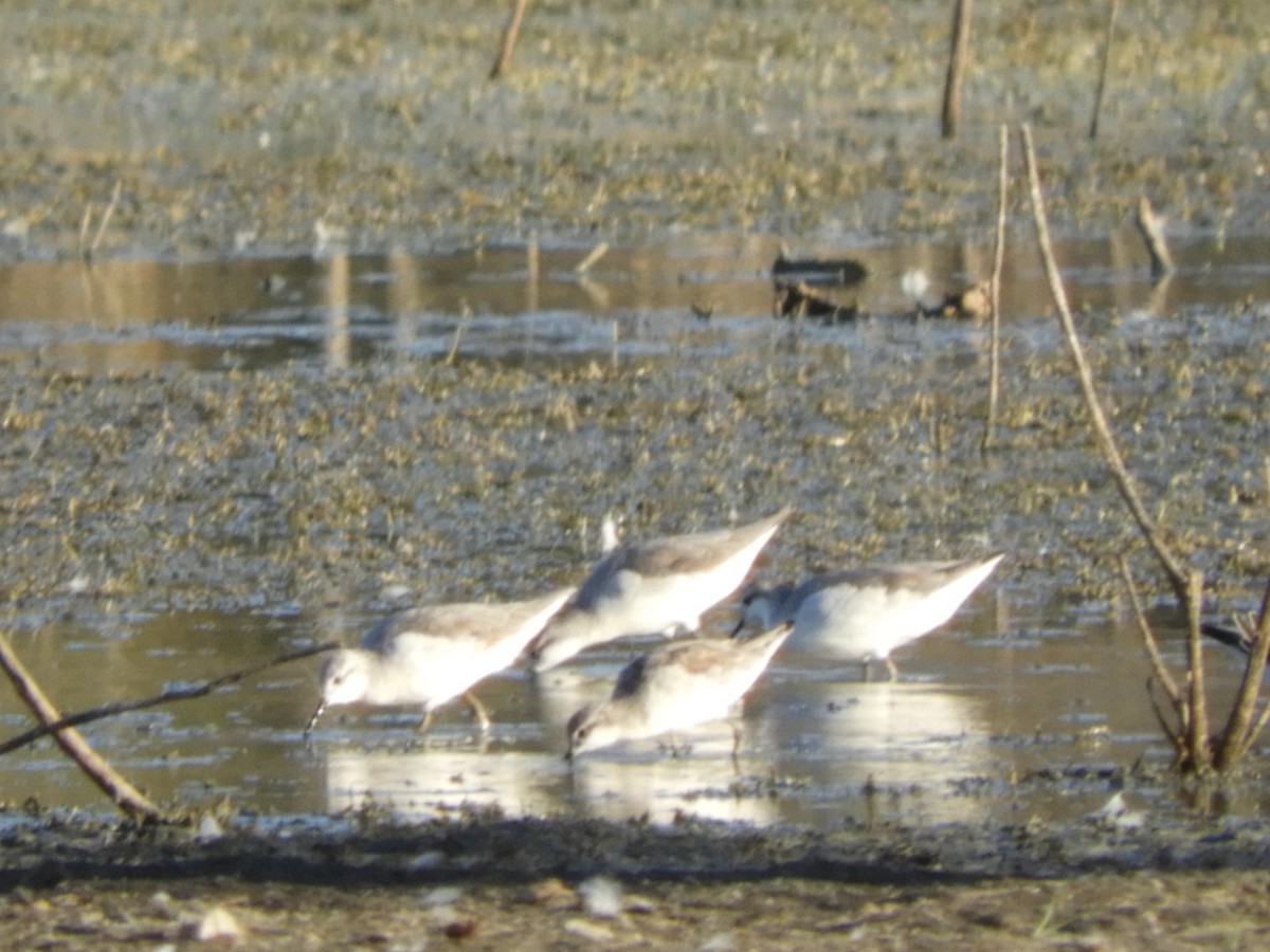 Wilson's Phalarope - ML251284221