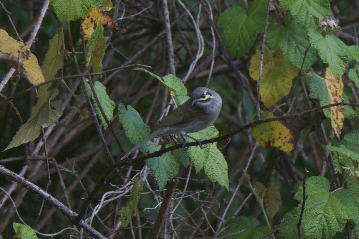 Yellow-faced Honeyeater - ML251285761