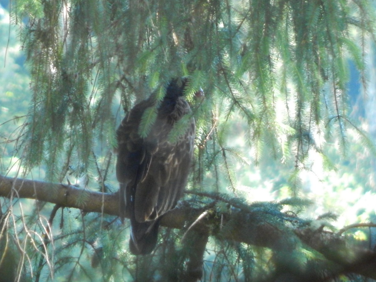 Turkey Vulture - ML251286061