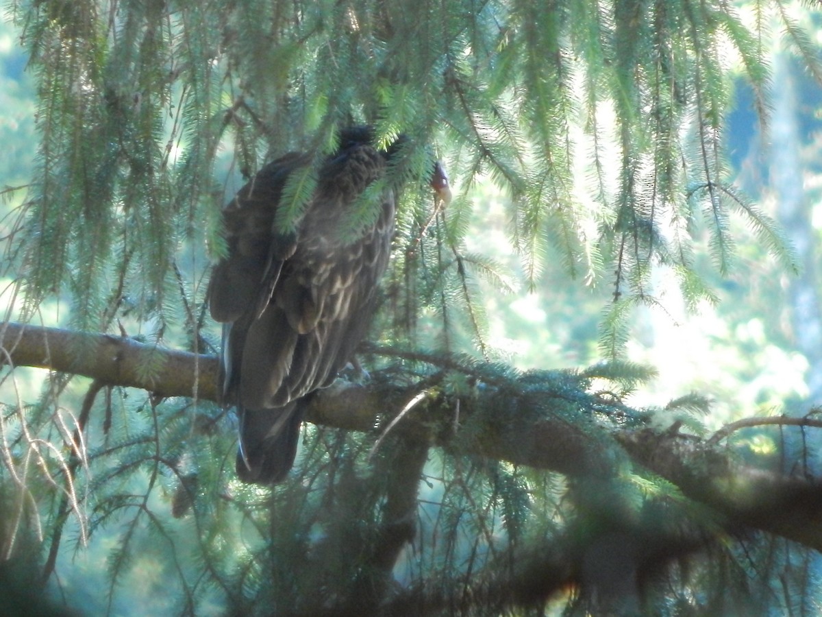 Turkey Vulture - ML251286081