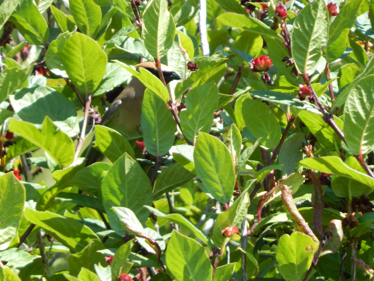 Cedar Waxwing - ML251286971