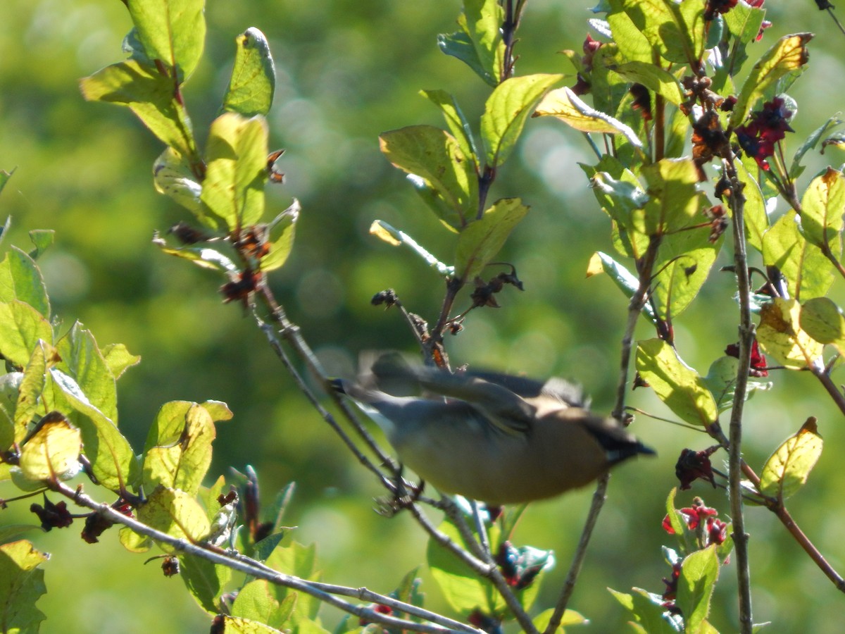 Cedar Waxwing - ML251286991