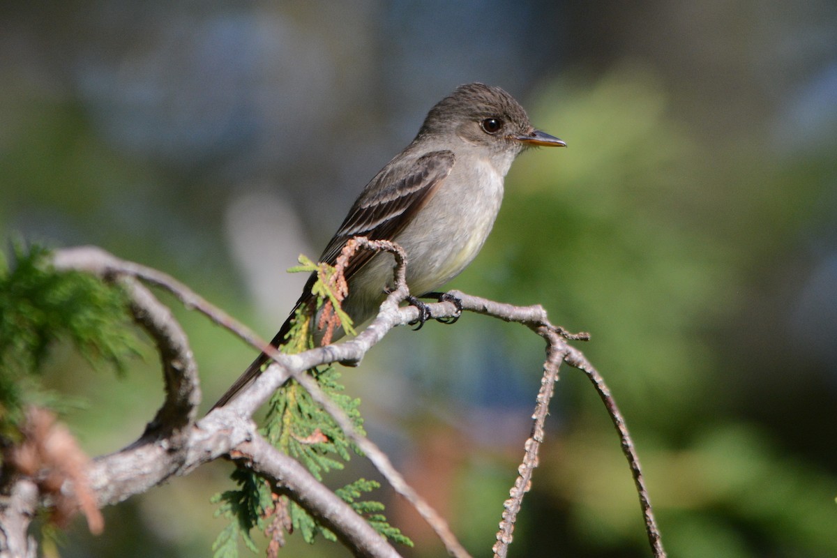 Eastern Wood-Pewee - ML251289141