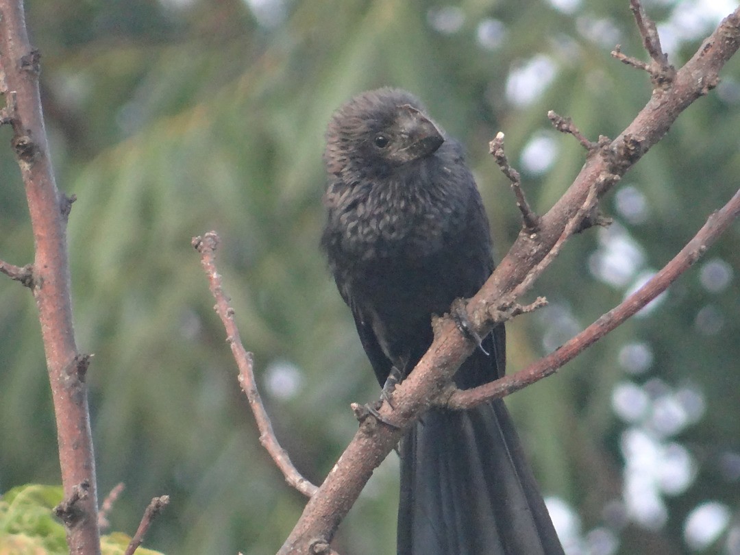 Smooth-billed Ani - Guilherme Lopes