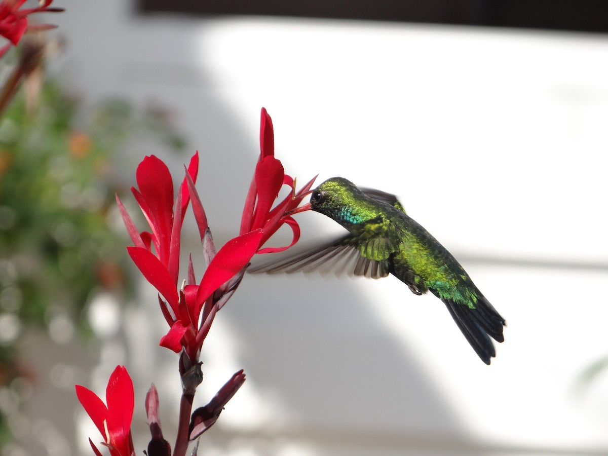 Glittering-bellied Emerald - Guilherme Lopes