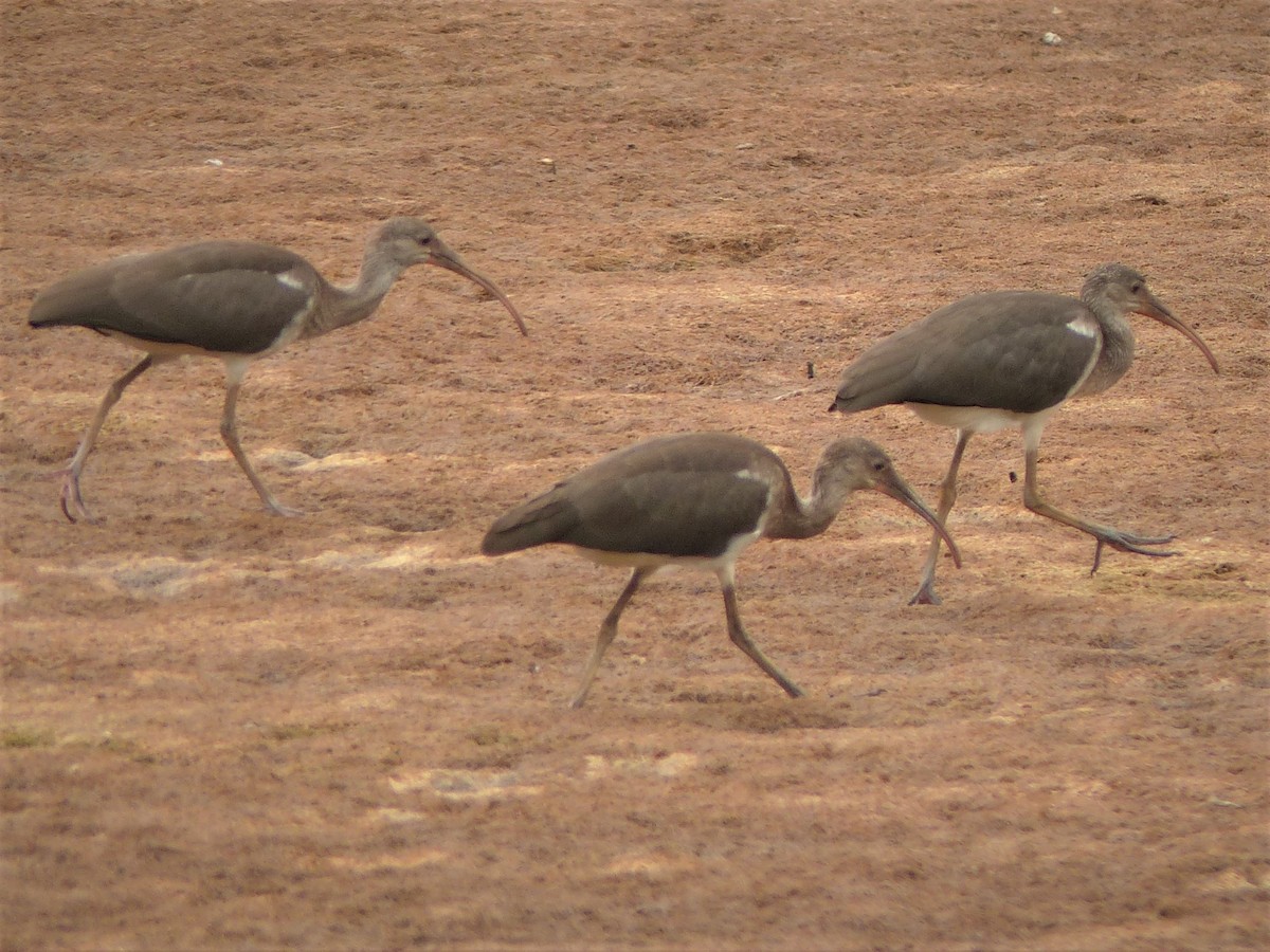 White Ibis - ML251291171