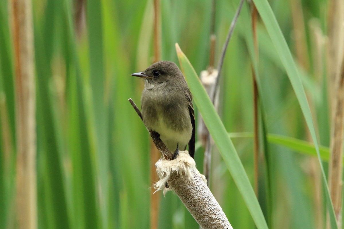 Western Wood-Pewee - Spencer Follett