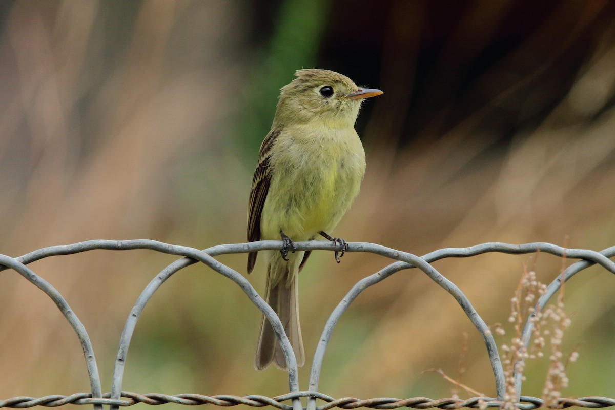 Western Flycatcher (Cordilleran) - ML251291221