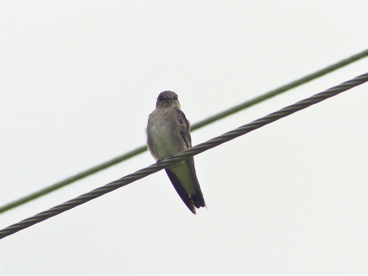 Northern Rough-winged Swallow - Karthik Murali
