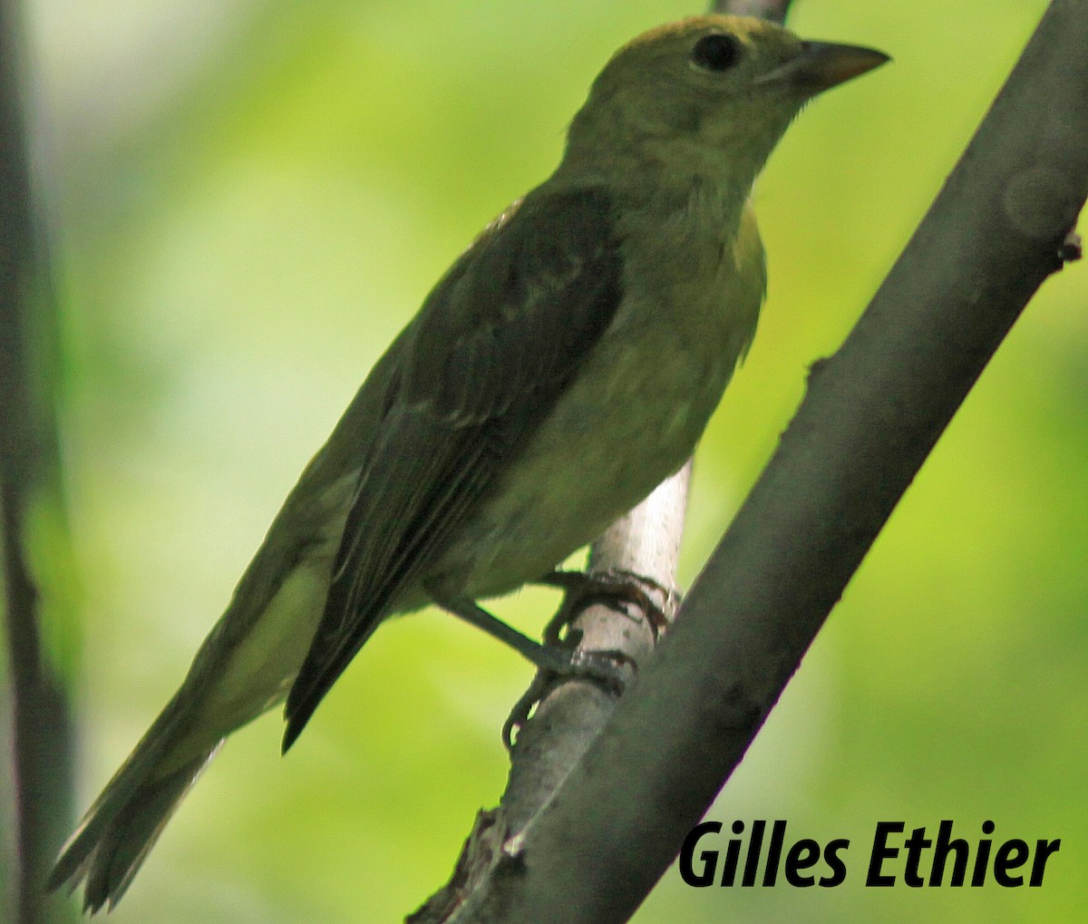 Scarlet Tanager - Gilles Ethier