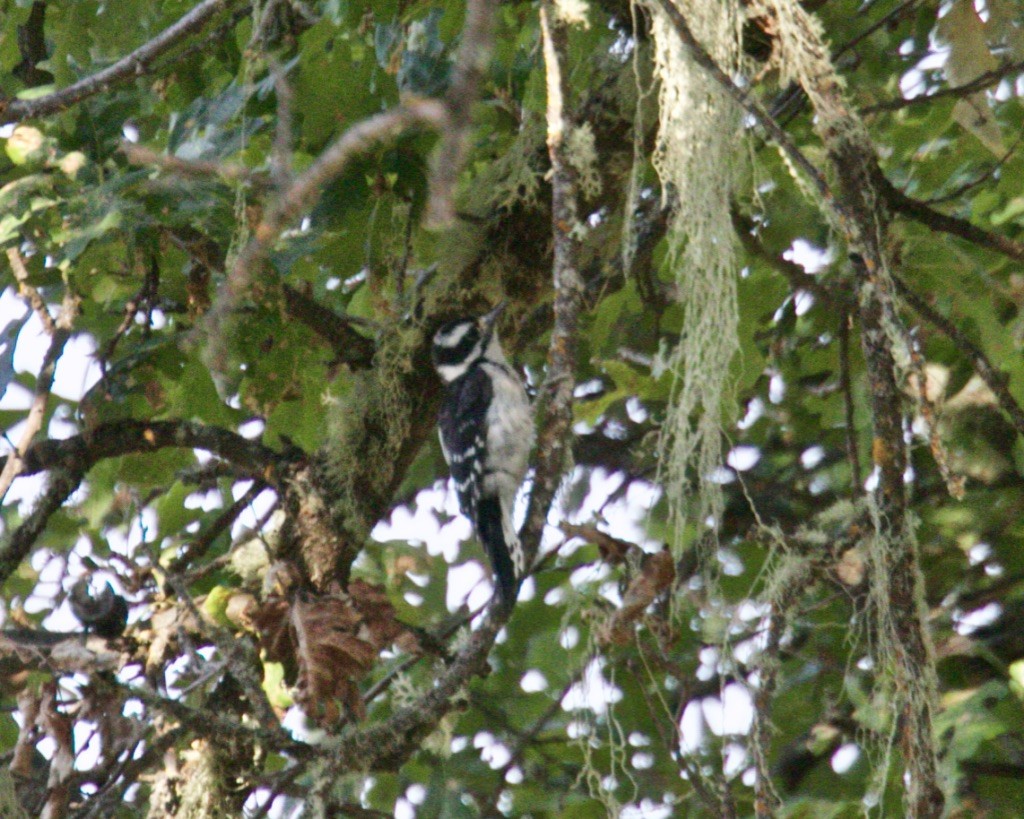 Downy Woodpecker - ML251294191