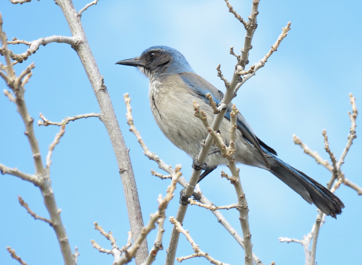 Woodhouse's Scrub-Jay - Oliver  Komar